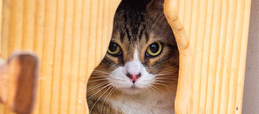 Gato preto e branco, de olhos verdes, dentro de uma caixa de papelão, com apenas parte da cabeça de fora e olhando para a câmera.